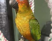 sun-conure-for-sale-in-fort-worth-tx