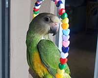 conure-for-sale-in-winfield-pa