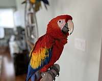 scarlet-macaw-for-sale-in-emmaus-pa