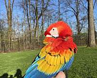 red-yellow-tame-bird-for-sale