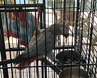 grey-yellow-bird-for-sale-in-cape-coral-fl