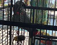 adult-bird-for-sale-in-cape-coral-fl