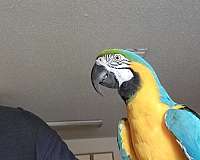 macaw-for-sale-in-blacklick-oh
