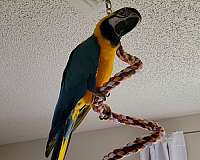 blue-gold-macaw-for-sale-in-blacklick-oh