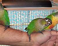 green-cheek-conure-for-sale-in-universal-city-tx