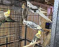 pied-cute-playful-bird-for-sale
