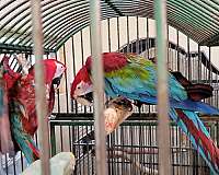 adult-green-wing-macaw-for-sale