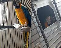 blue-gold-bird-for-sale-in-minnesota