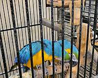 bonded-pair-blue-gold-macaw-for-sale