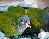 rare-pionus-parrots-for-sale