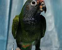 tame-pionus-parrots-for-sale