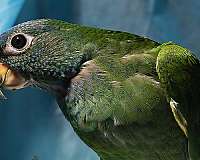 female-pionus-parrots-for-sale
