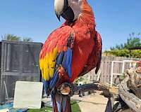 opaline-scarlet-macaw-for-sale