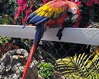 blue-scarlet-macaw-for-sale