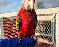 cobalt-scarlet-macaw-for-sale