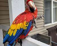 gold-scarlet-macaw-for-sale