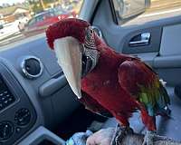 macaw-for-sale-in-douglasville-ga
