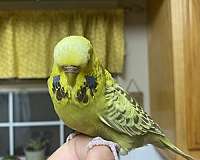 handfed-pet-budgerigar-parakeet-for-sale