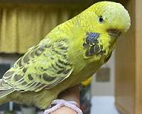 handfed-pet-bird-for-sale-in-bentonville-ar