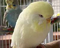 budgerigar-parakeet-for-sale-in-bentonville-ar