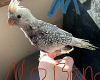 baby-bird-for-sale-in-center-valley-pa