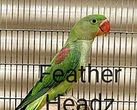 alexadrine-parakeet-for-sale-in-miami-fl