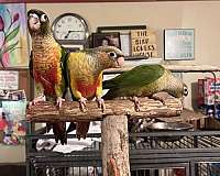 red-conure-for-sale