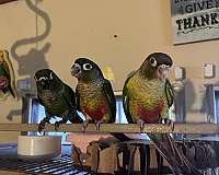 red-conure-for-sale