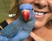 blue-ringneck-parakeet-for-sale