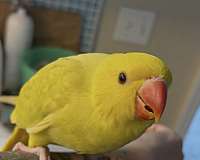 blue-ringneck-parakeet-for-sale