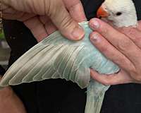cherry-ringneck-parakeet-for-sale