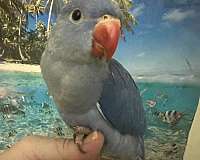 cobalt-ringneck-parakeet-for-sale