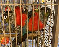 crimson-bellied-conure-for-sale-in-davenport-fl