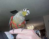 rare-crimson-bellied-conure-for-sale