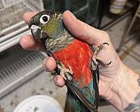 exotic-bird-for-sale-in-davenport-fl