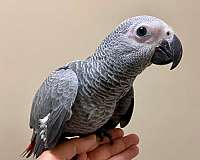 congo-african-grey-parrot-for-sale