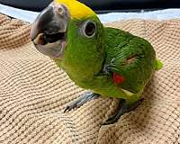 noisy-yellow-crown-amazon-parrot-for-sale