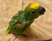 quiet-yellow-crown-amazon-parrot-for-sale