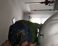 medium-pionus-parrots-for-sale