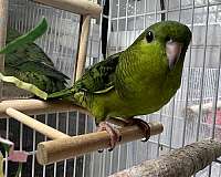 lineolated-parakeet-for-sale-in-brightwaters-ny