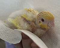 bird-for-sale-in-brightwaters-ny