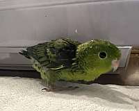 baby-bird-for-sale-in-brightwaters-ny