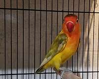 opaline-peach-lovebird-for-sale