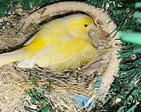 canary-for-sale-in-reisterstown-md