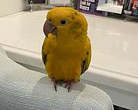 green-yellow-golden-conure-for-sale