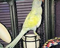 female-bird-for-sale-in-center-valley-pa
