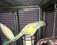 pet-bird-for-sale-in-center-valley-pa