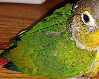 green-yellow-bird-for-sale