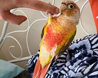 green-cheek-conure-for-sale-in-sterling-va