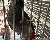 african-grey-parrot-for-sale-in-mountainside-nj